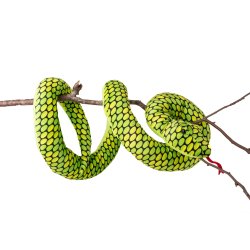 Teddy Wild - Slange i Gr�n, 200 cm